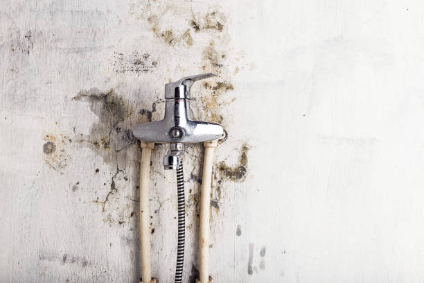Best Local Mold Removal Service  in Texkana, AR