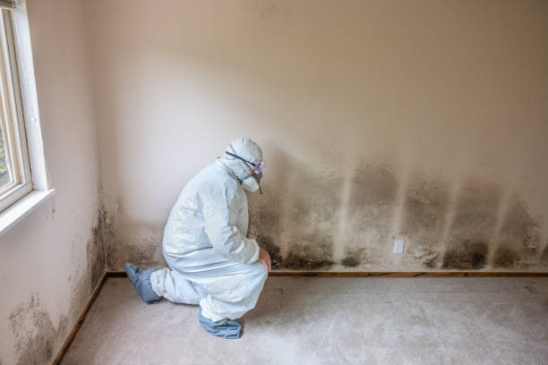 Best Mold Cleaning Services  in Texkana, AR