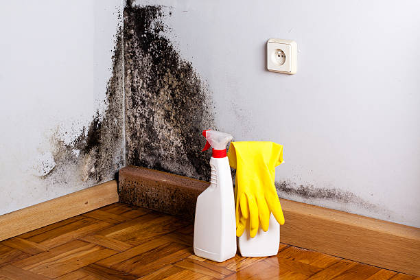 Best Residential Mold Removal  in Texkana, AR